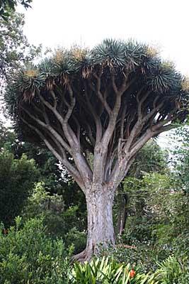 Drachenbaum - Hijuela del Botanico - La Orotava / Tenerife